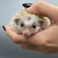Baby Hedgehog for Sale 