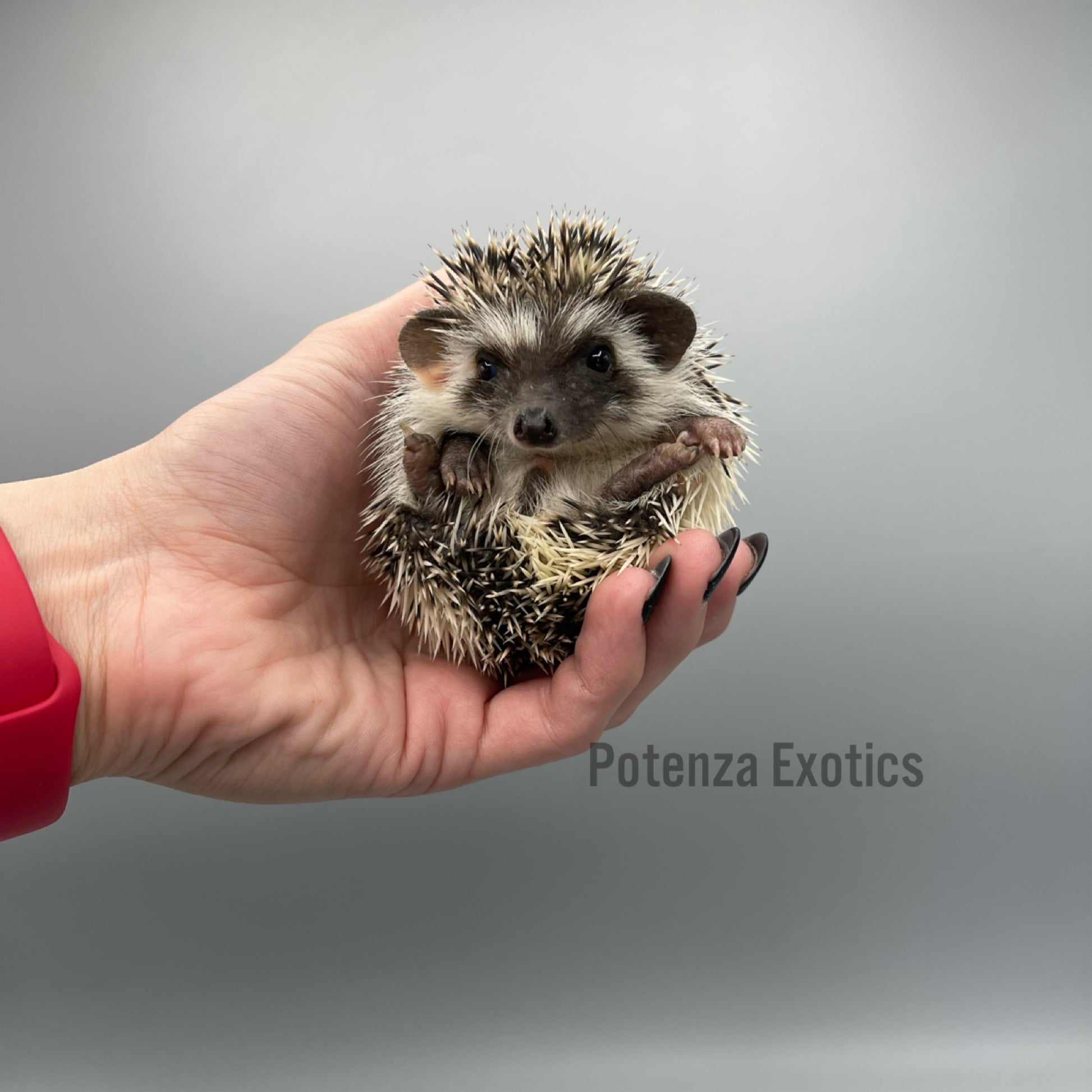 Hedgehogs for Sale Dallas Texas
