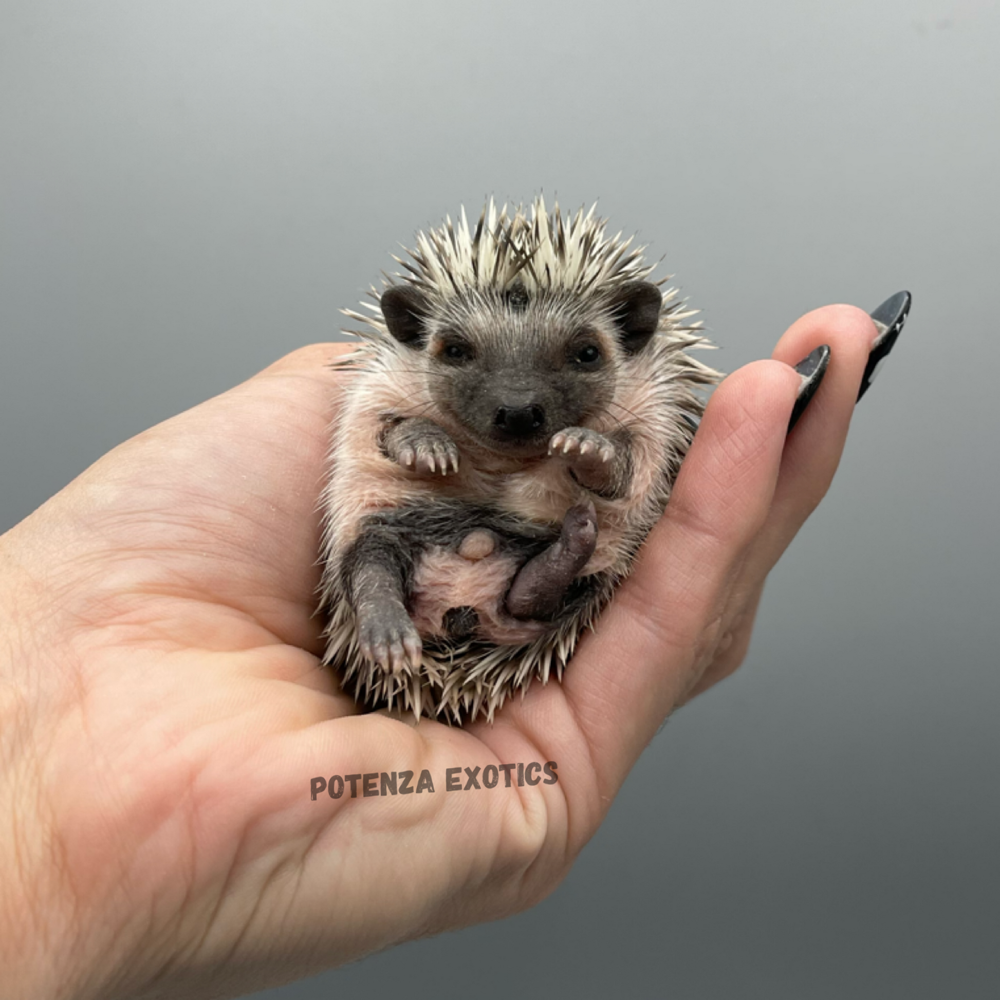 Hedgehogs for Sale in Dallas Texas