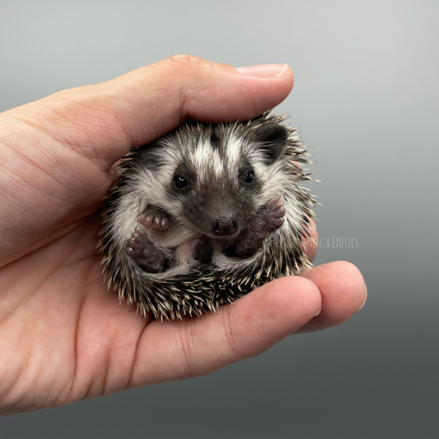 Hedgehog for Sale Arlington Texas