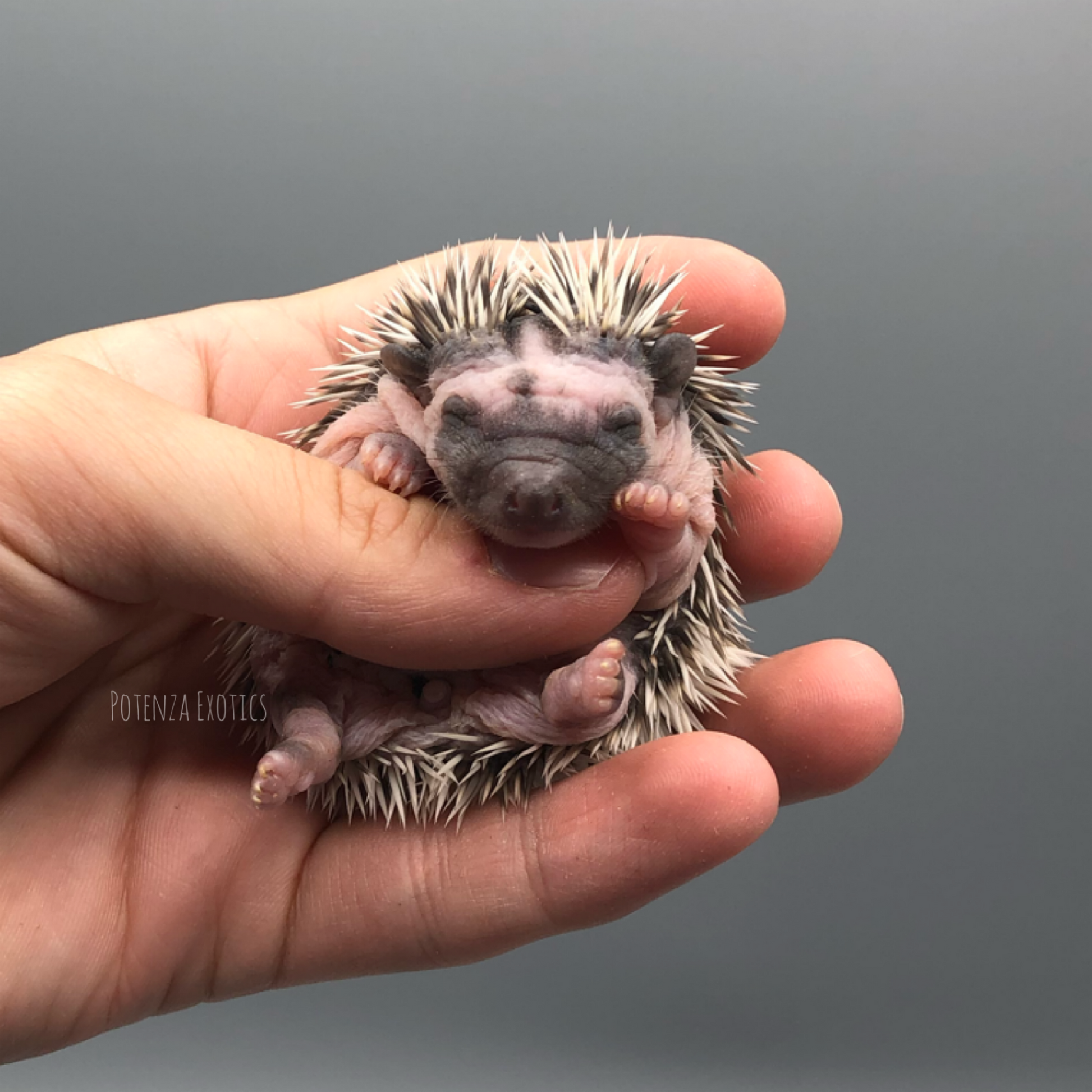 Hedgehogs for Sale Potenza Exotics