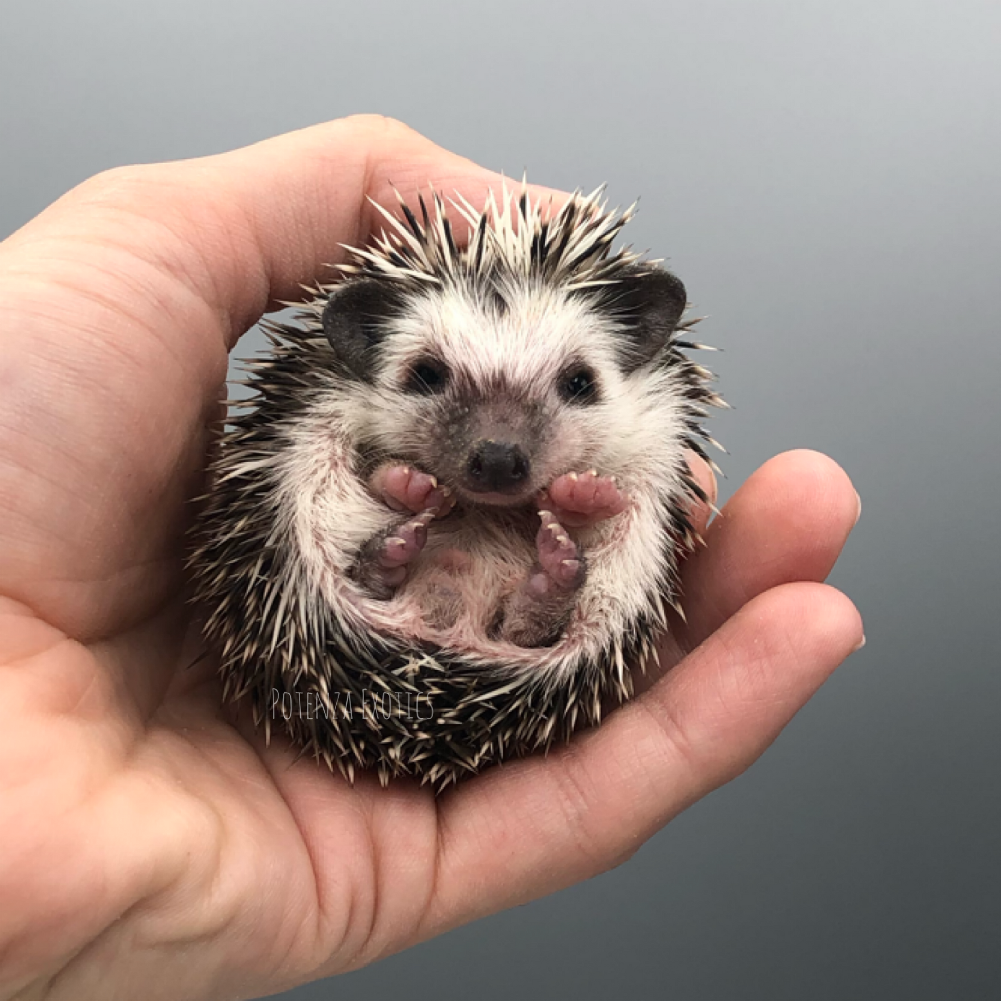 Hedgehog for Sale in DFW, Texas