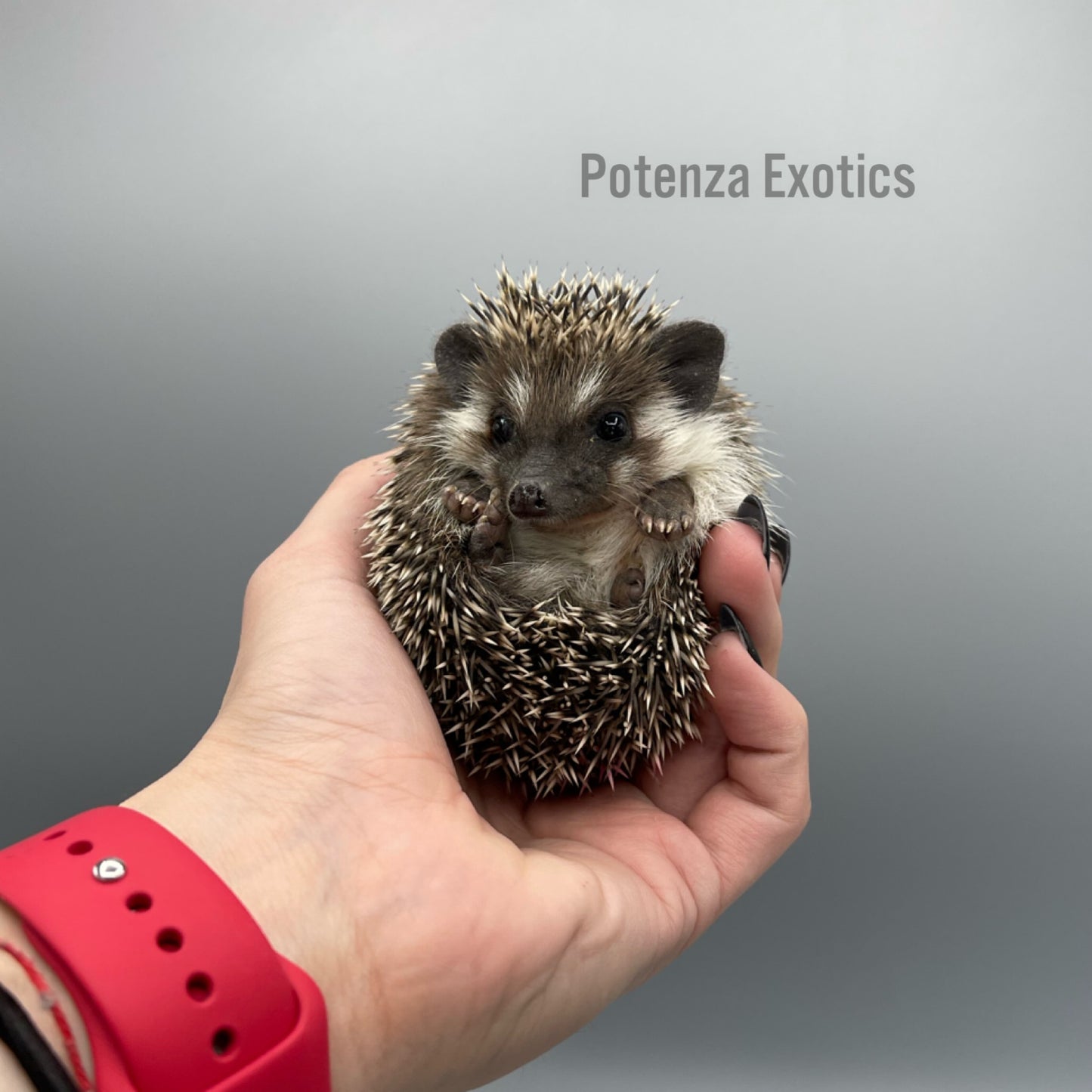 Hedgehog for Sale Dallas Texas