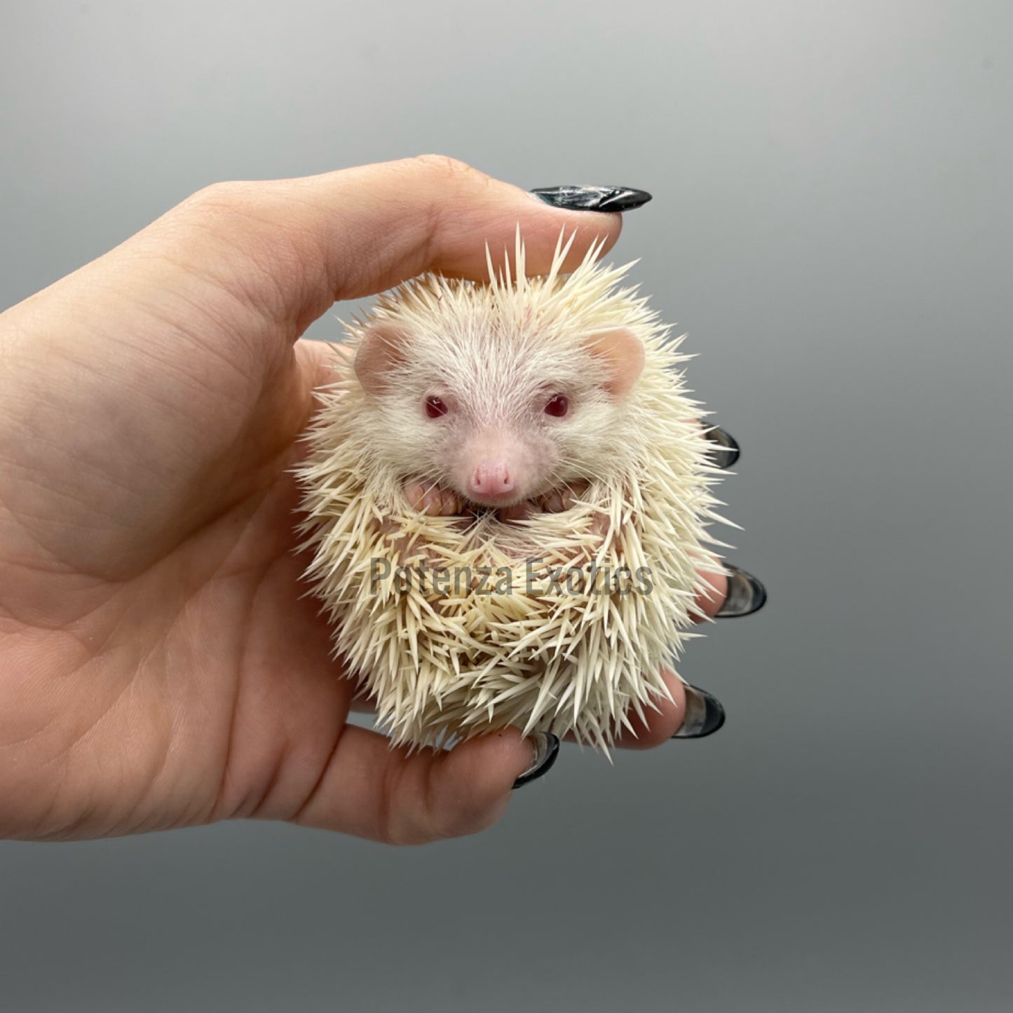 Baby Hedgehog for Sale Texas