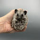 Hedgehogs for Sale in DFW Texas