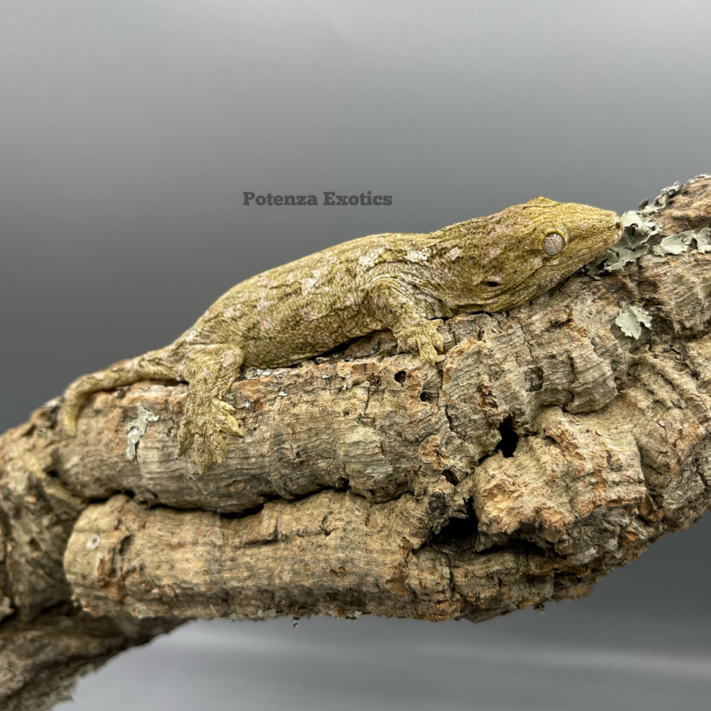 Leachianus Gecko (Nu Ana x Nu Ami)
