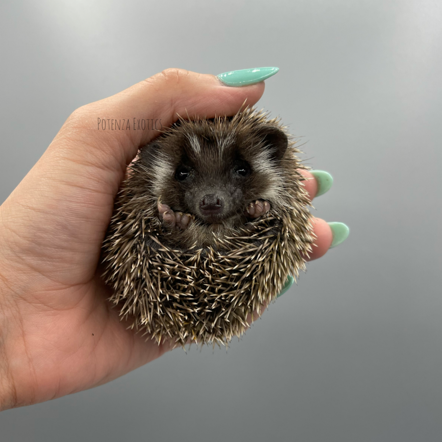 Pedigreed Hedgehogs for Sale DFW Texas